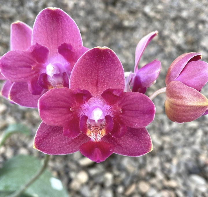 Orhidee Phalaenopsis Tying Shin Smart