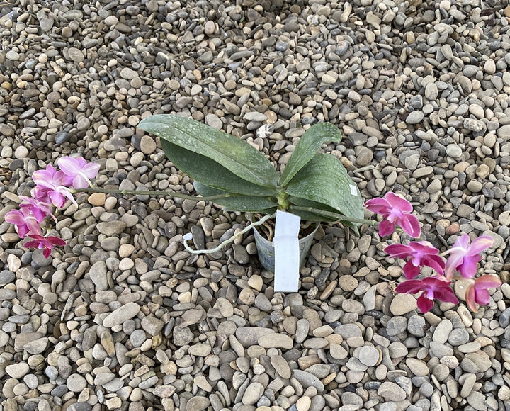 Orhidee Phalaenopsis Tying Shin Smart