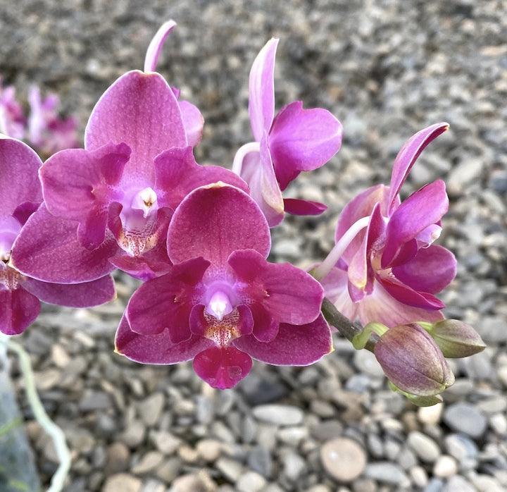 Orhidee Phalaenopsis Tying Shin Smart