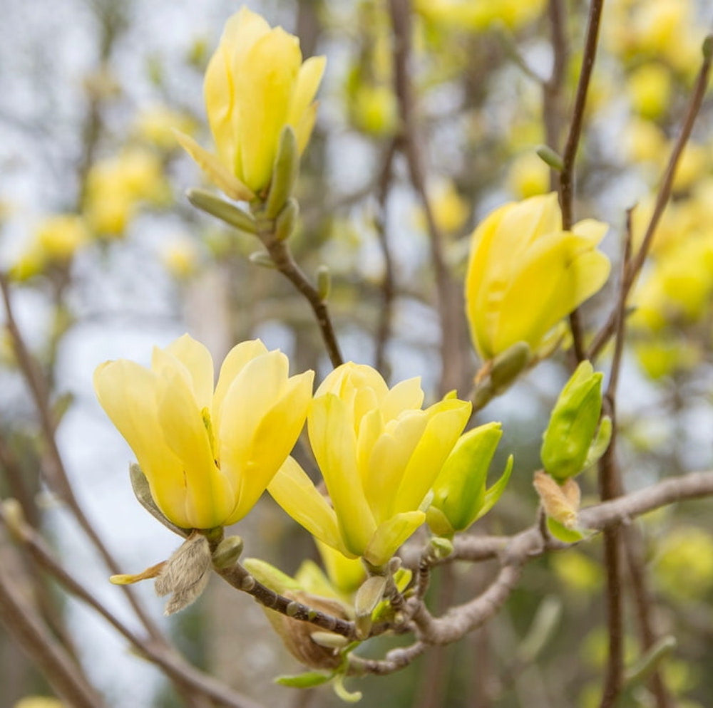 Magnolia Yellow River H130 cm