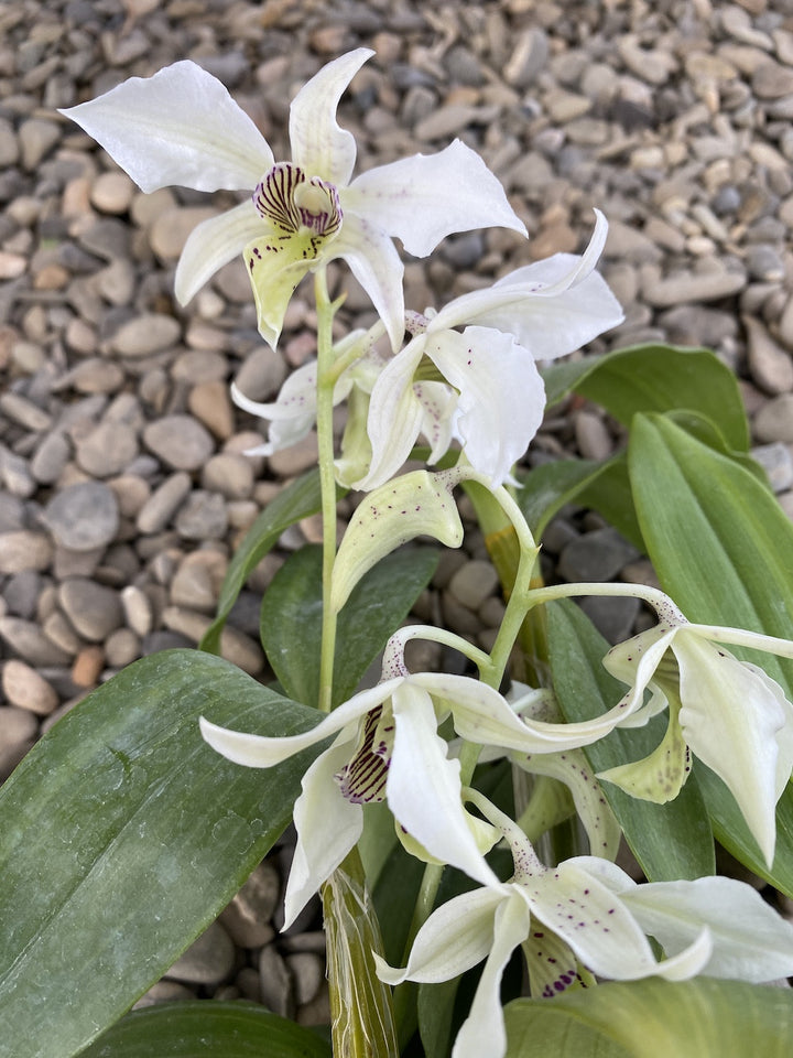 Dendrobium Roy Tokunaga