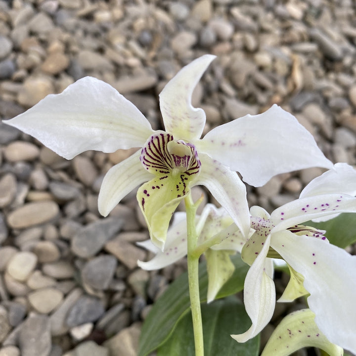 Dendrobium Roy Tokunaga