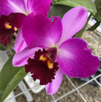 Potinara Summer Choice