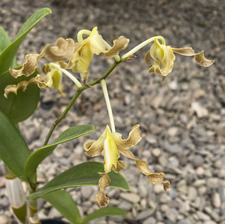 Dendrobium discolor