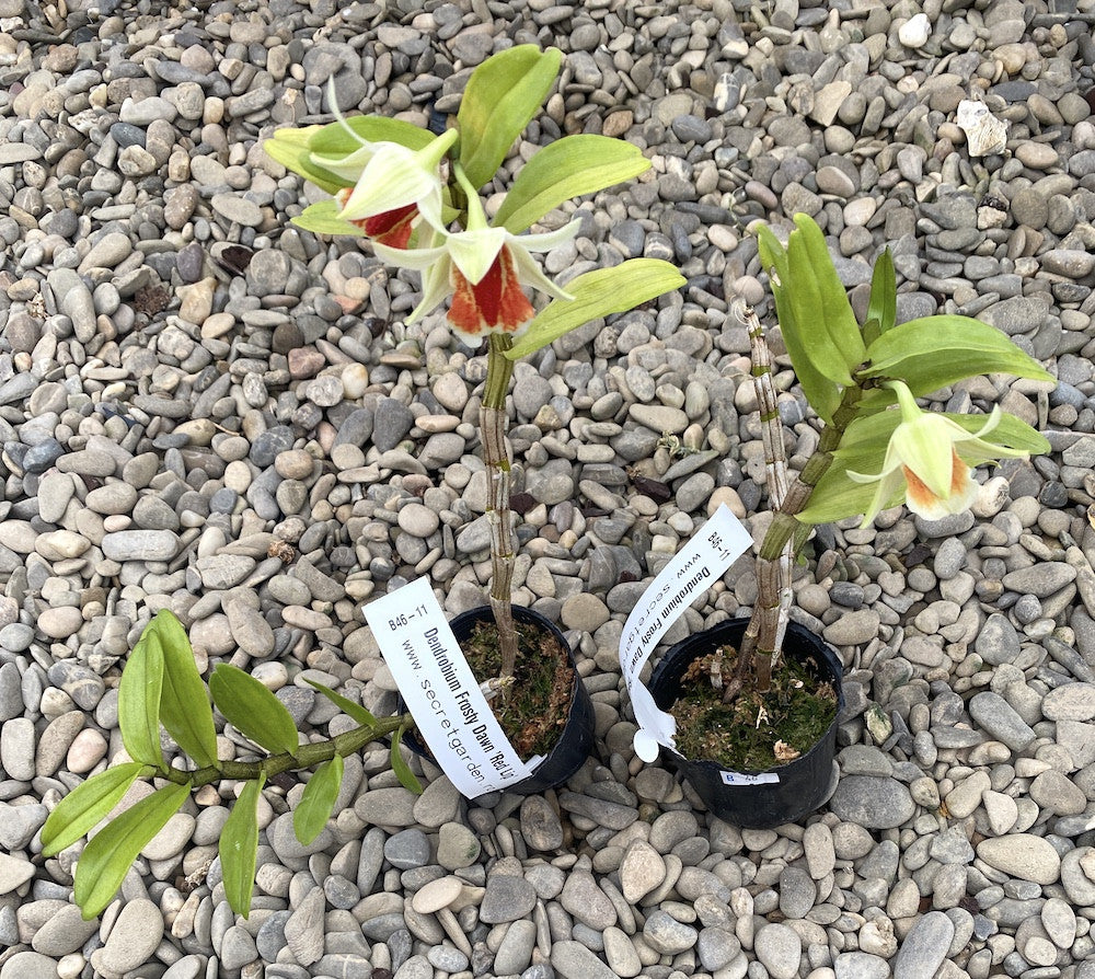 Orhidee Dendrobium Frosty Dawn Red Lip