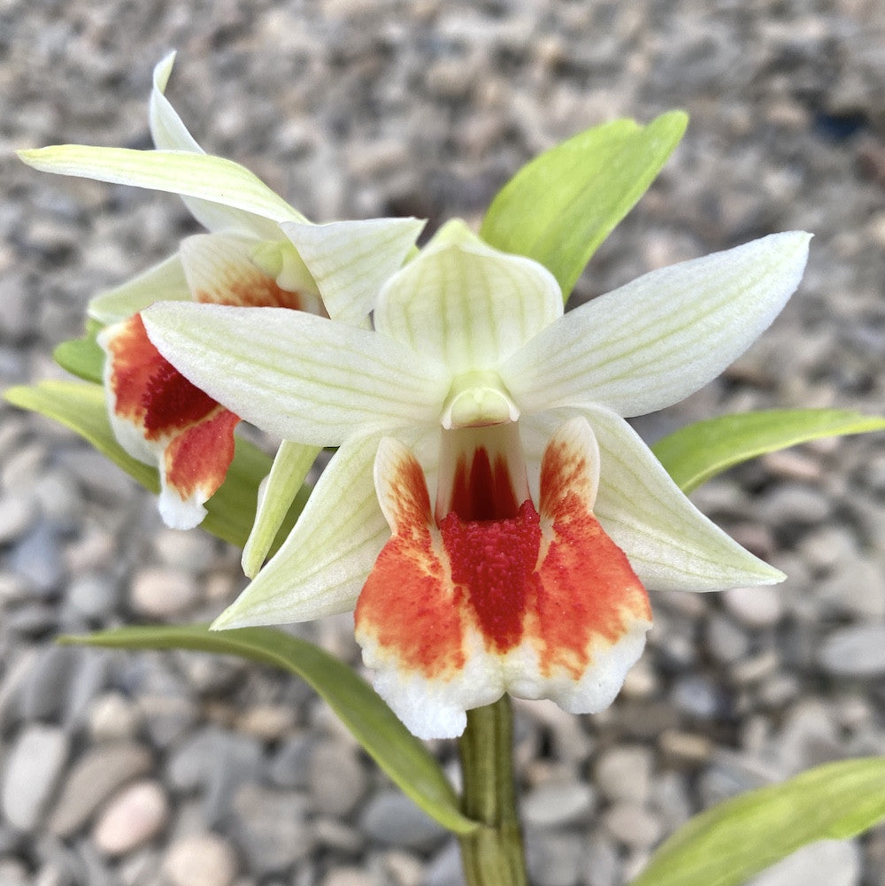 Orhidee Dendrobium Frosty Dawn Red Lip