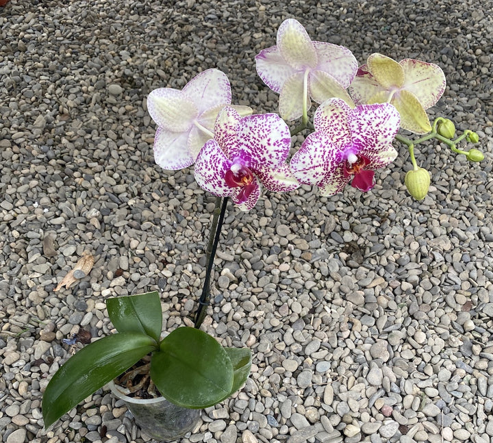 Orhidee Phalaenopsis Yolo