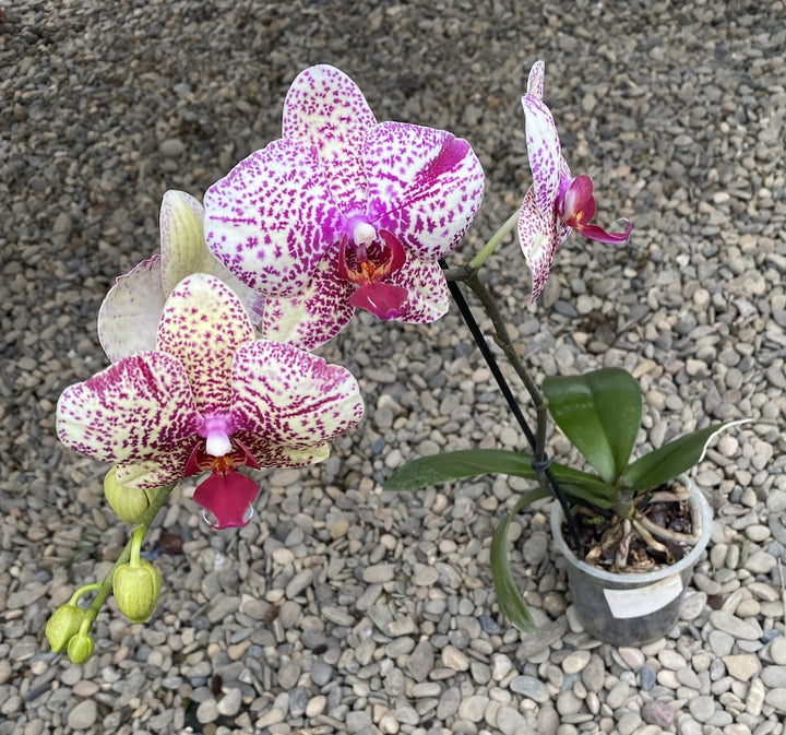 Orhidee Phalaenopsis Yolo