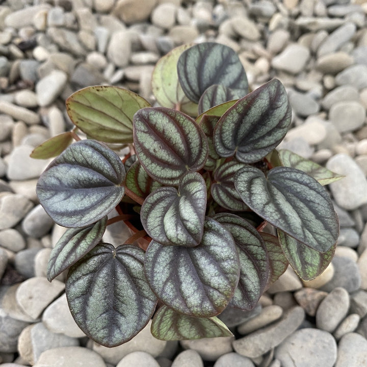 Peperomia Piccolo banda