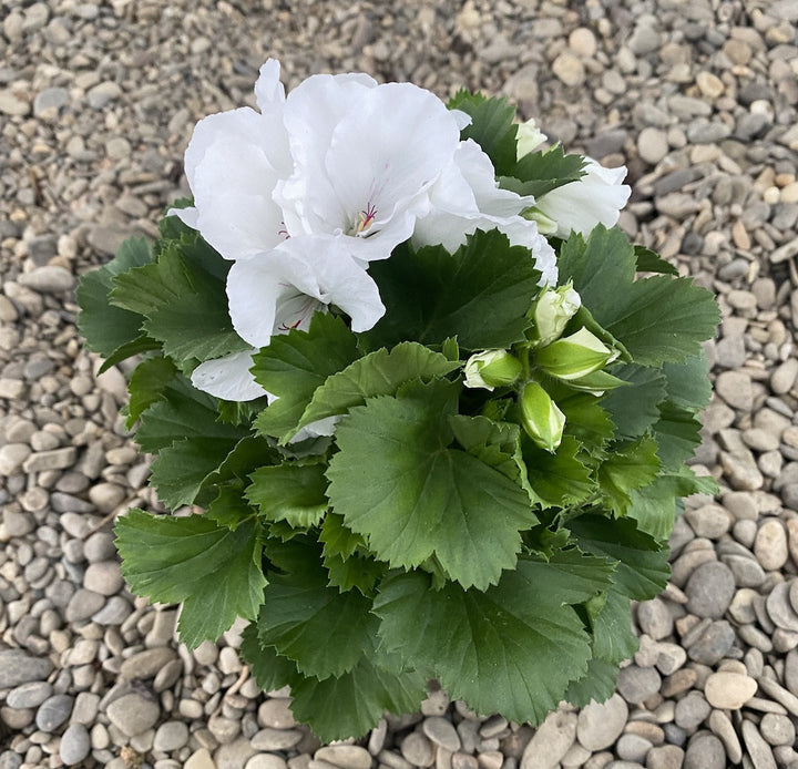 Pelargonium Grandiflorum Mona Lisa - muscate englezesti