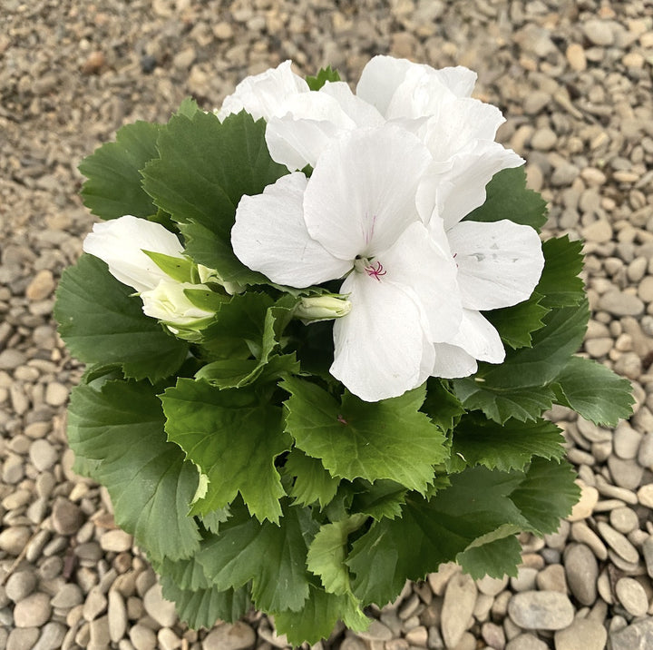 Pelargonium Grandiflorum Mona Lisa - muscate englezesti