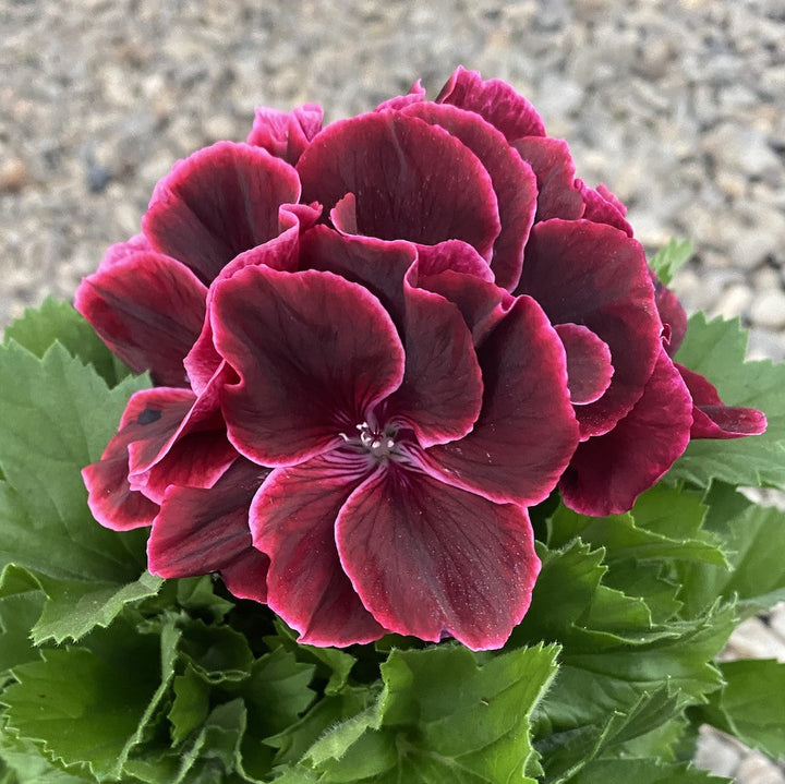 Pelargonium Grandiflorum Don Leo - muscate englezesti