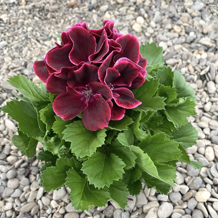 Pelargonium Grandiflorum Don Leo - muscate englezesti