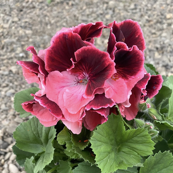 Pelargonium Grandiflorum Don Diego - muscate englezesti