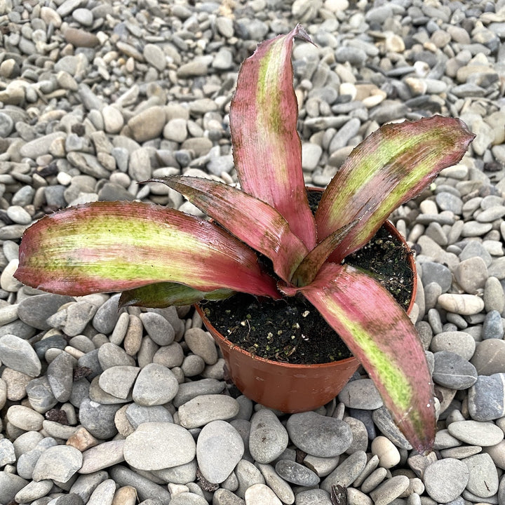 Cryptanthus Strawberries Flambee