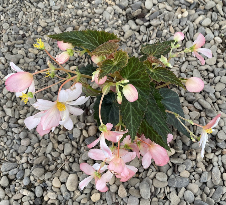 Begonia waterfall soft pink