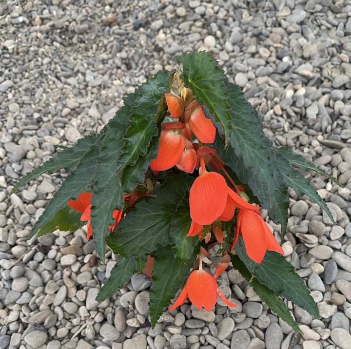 Begonia waterfall encanto orange