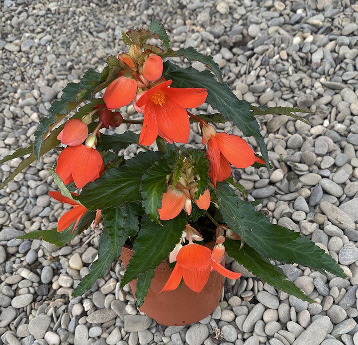 Begonia waterfall encanto orange