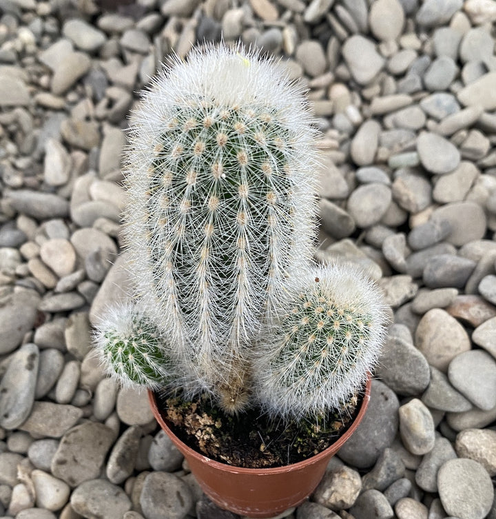 Cleistocactus Strausii