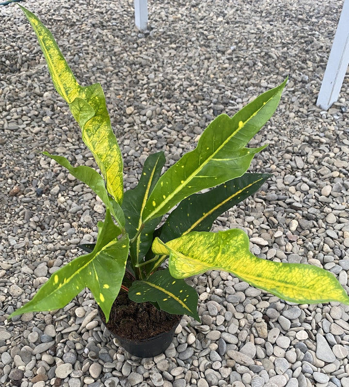 Croton Codiaeum variegatum