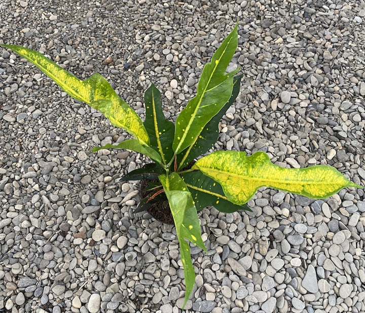 Croton Codiaeum variegatum