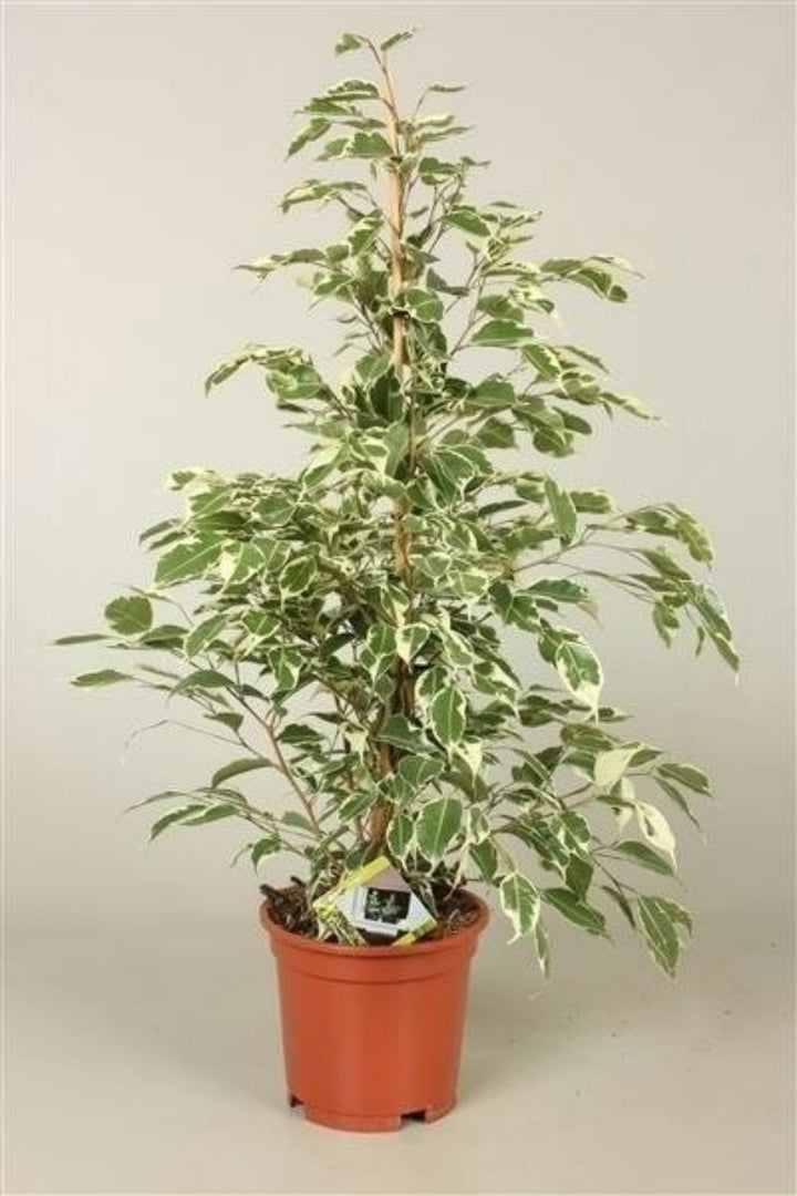 Ficus Benjamina Twilight sau Smochinul plangator