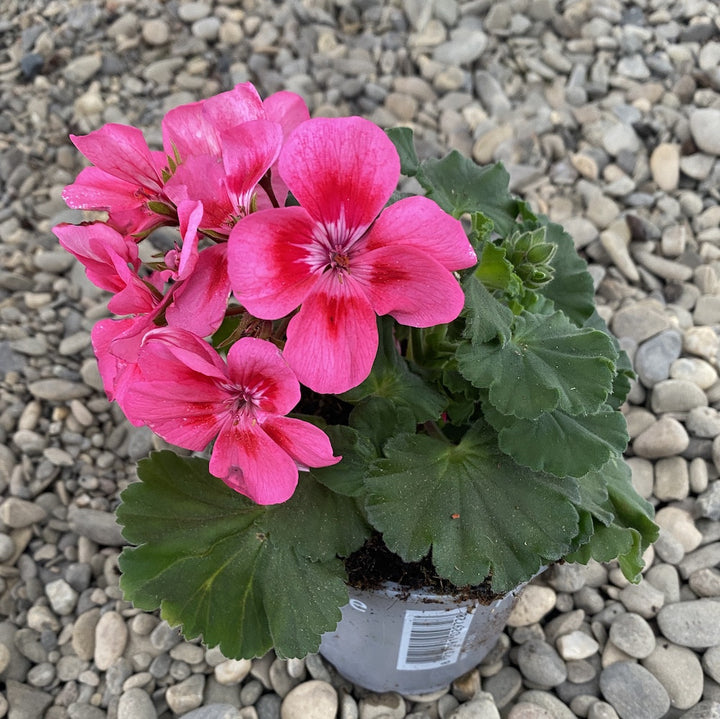 Pelargonium Zonale Toscana Sil Klaas