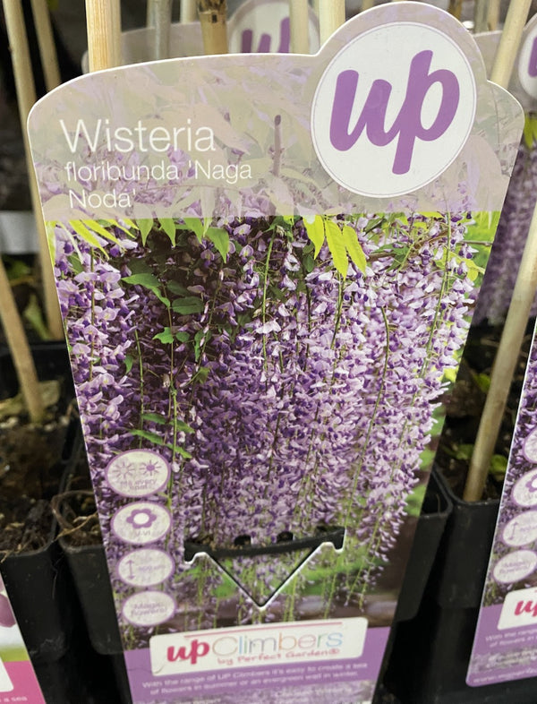 Wisteria floribunda Naga Noda - Glicina (flori parfumate)