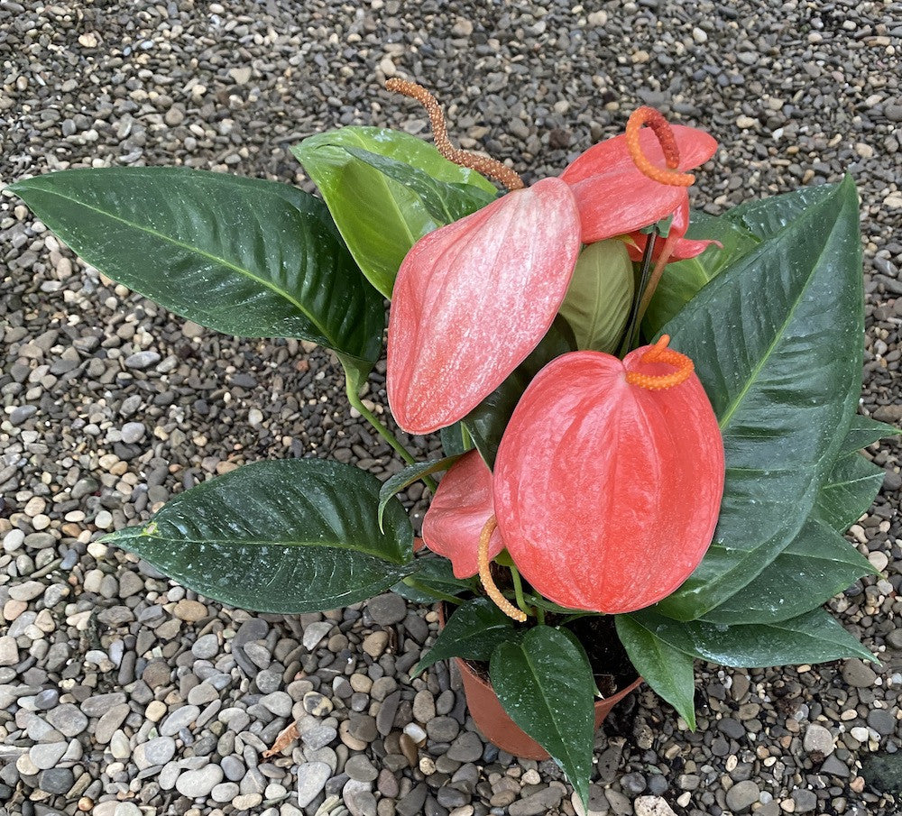 spotted anthurium Anthurium Scherzerianum spotted XL – Secret Garden Plant Shop