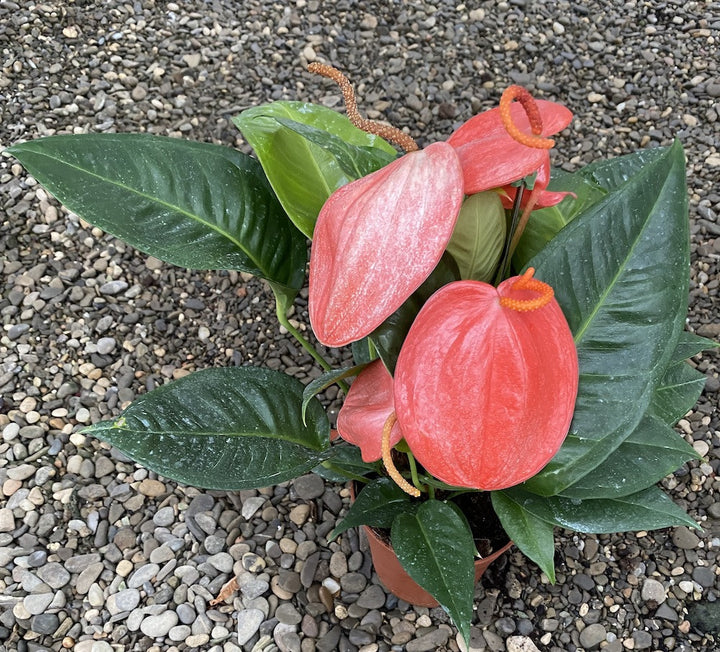 Anthurium Scherzerianum spotted XL