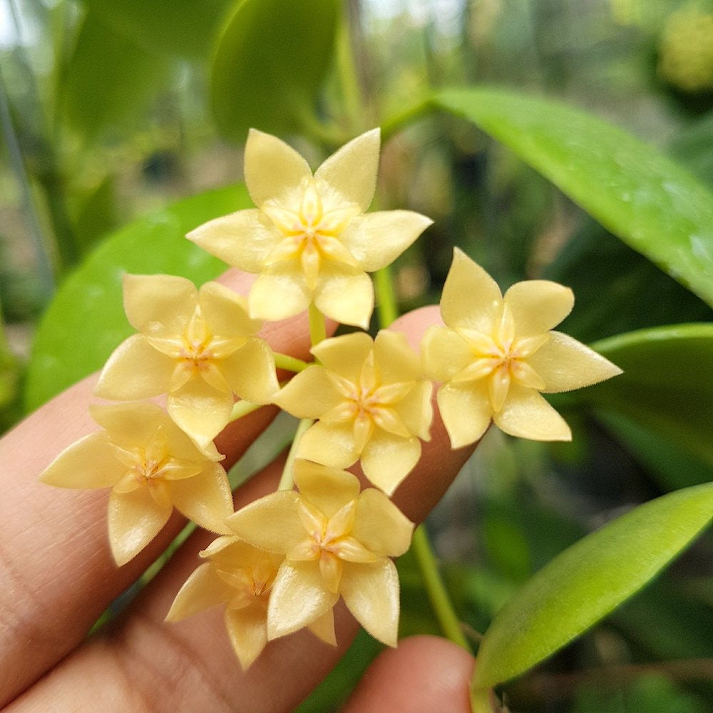 Hoya diptera - flori parfumate