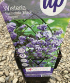 Wisteria floribunda Black Dragon - Glicina (flori parfumate)