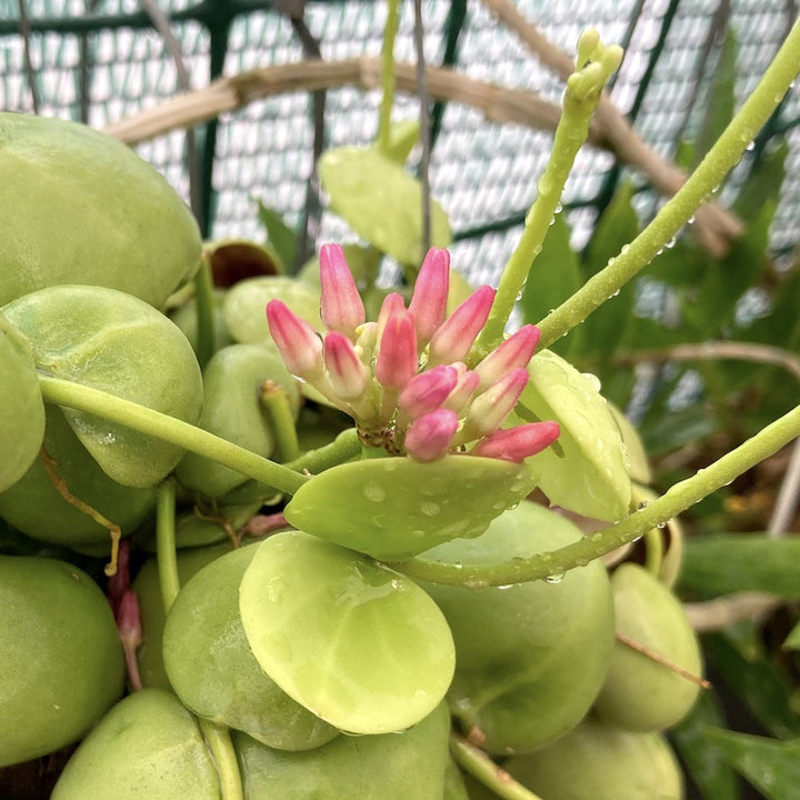 Dischidia Vidalii x Sp. Camiguin Island