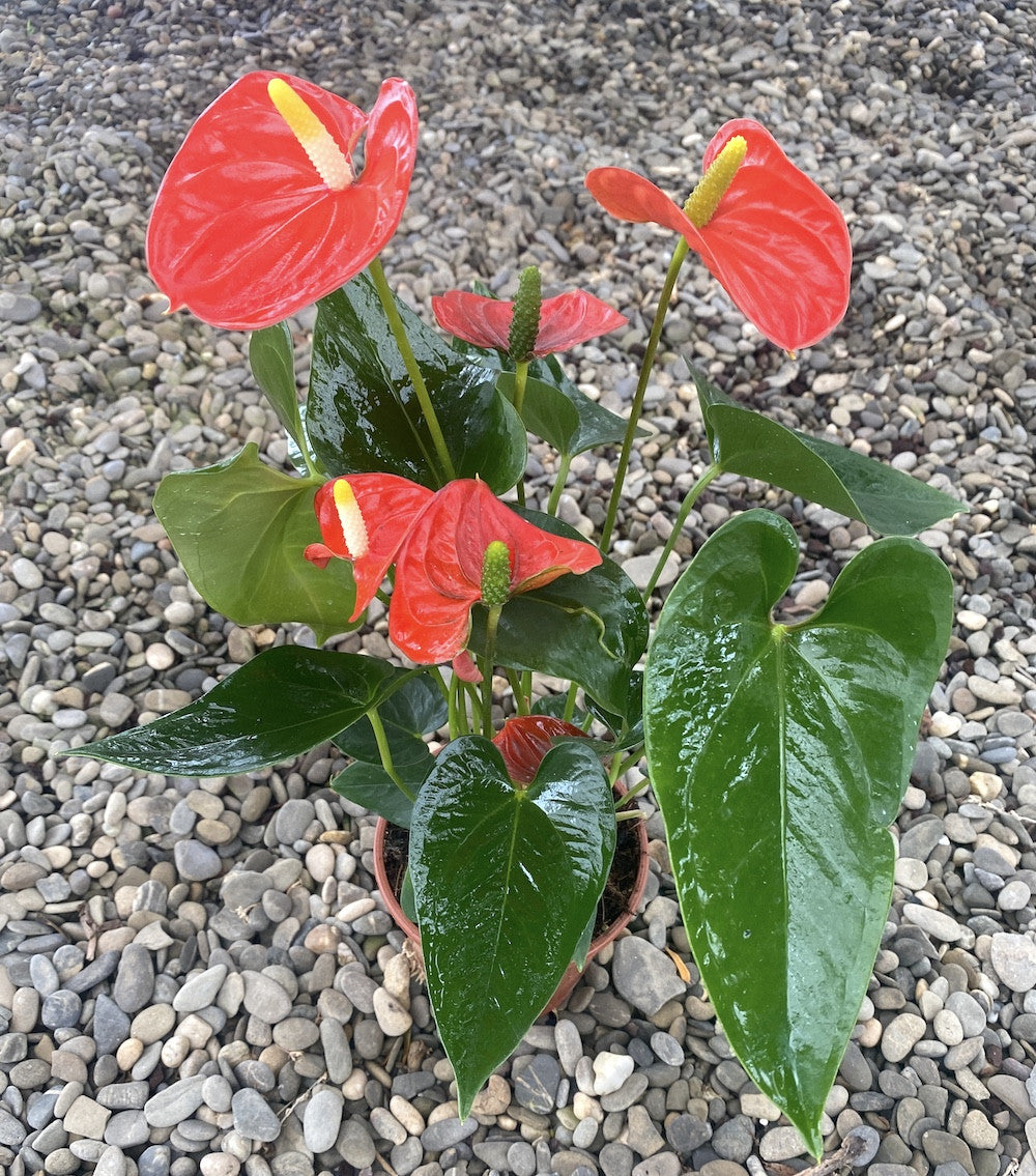 Anthurium Sierra Orange