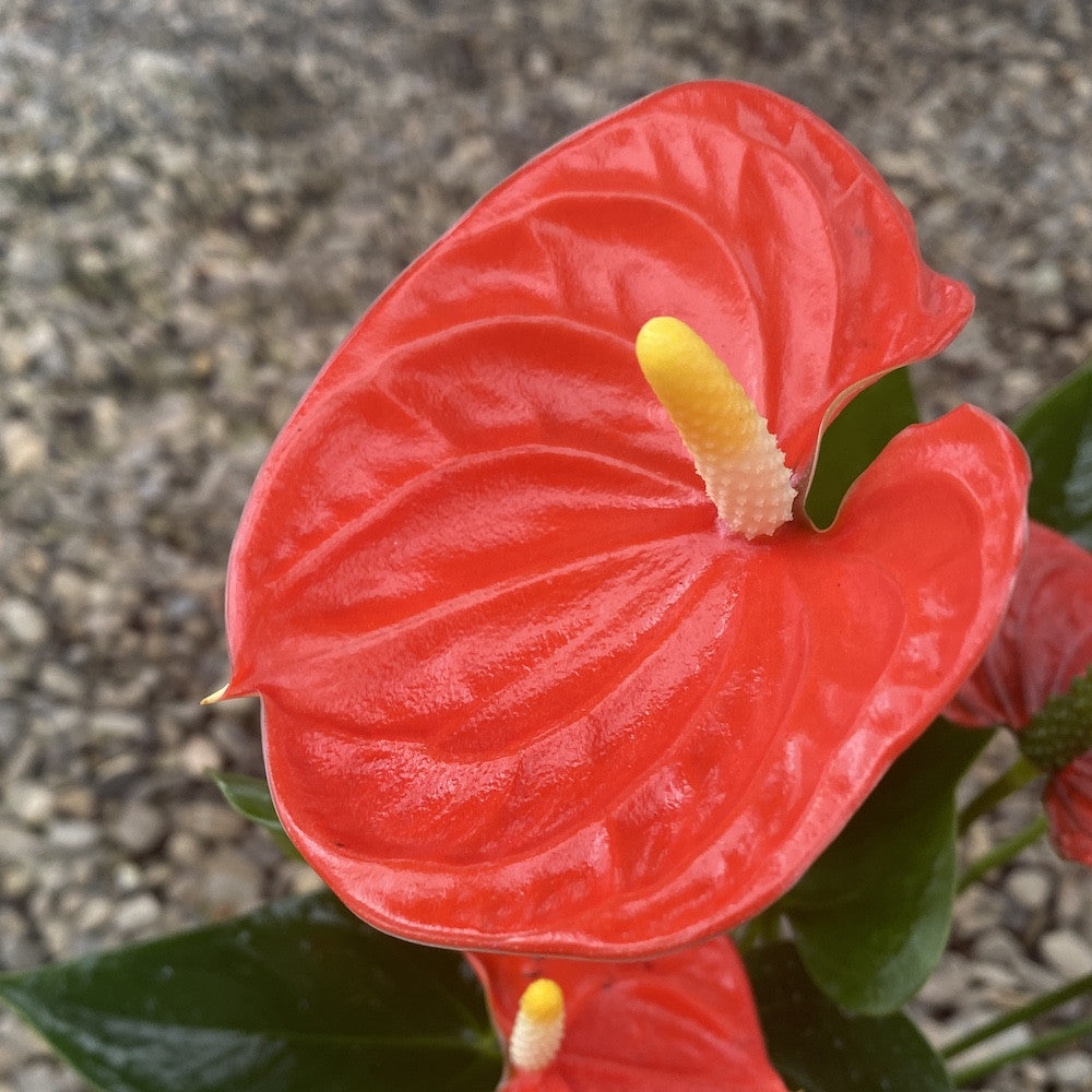 Anthurium Sierra Orange