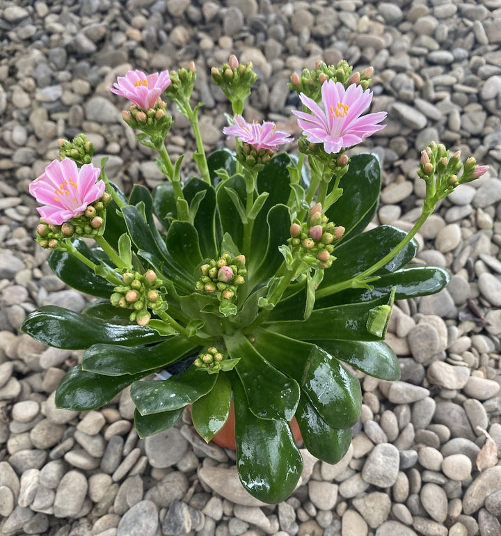 Lewisia cotyledon Elise - flori roz