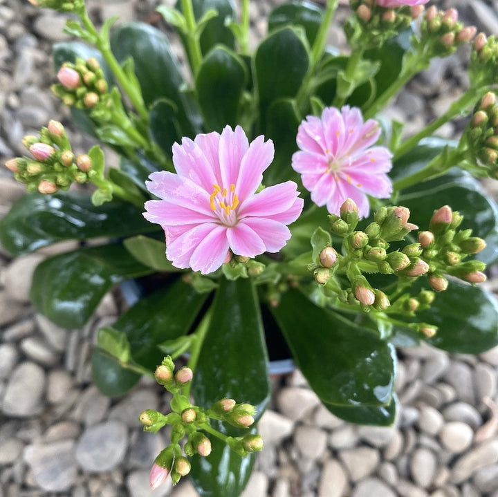 Lewisia cotyledon Elise - flori roz