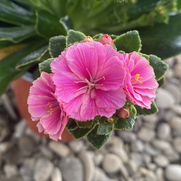 Lewisia cotyledon Elise - flori roz