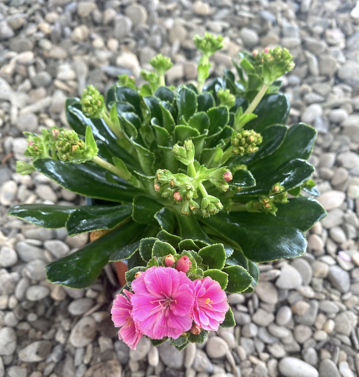 Lewisia cotyledon Elise - flori roz