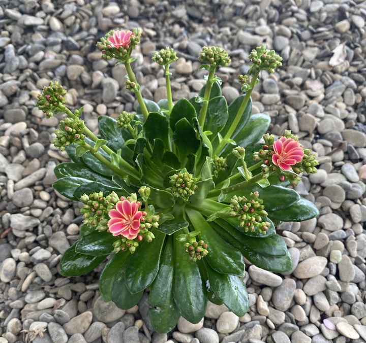 Lewisia cotyledon Elise - flori bicolore roz-galben