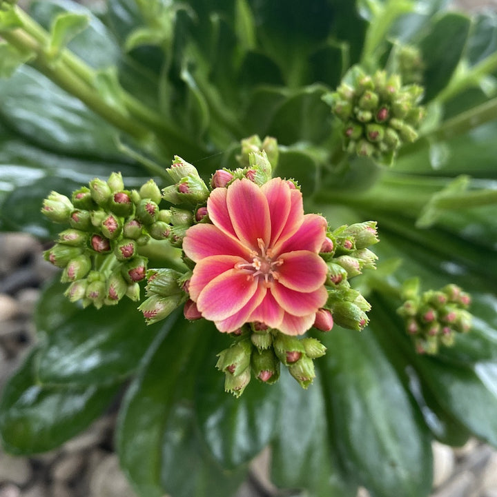 Lewisia cotyledon Elise - flori bicolore roz-galben