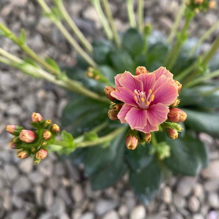 Lewisia cotyledon Elise - flori bicolore