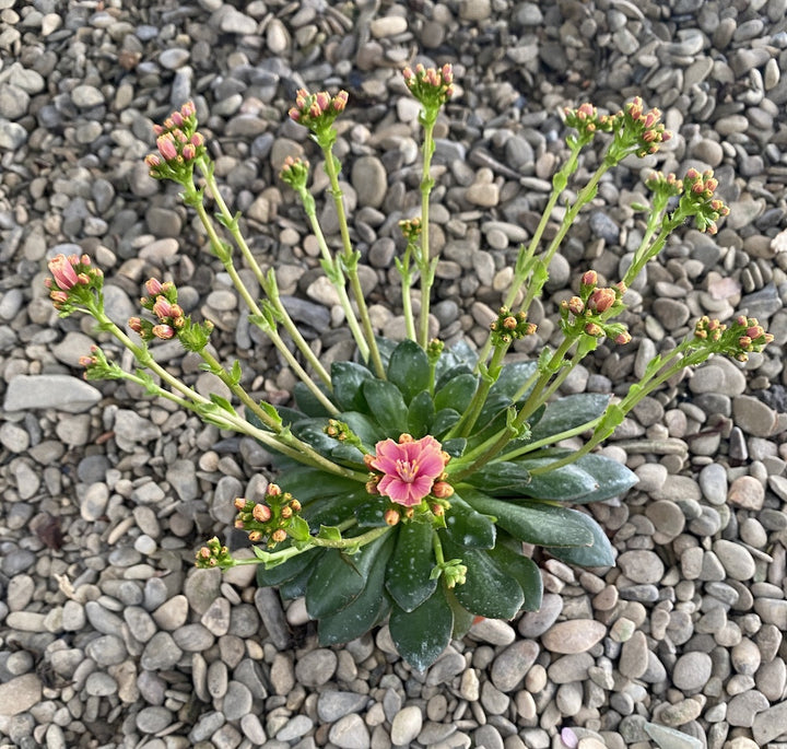 Lewisia cotyledon Elise - flori bicolore