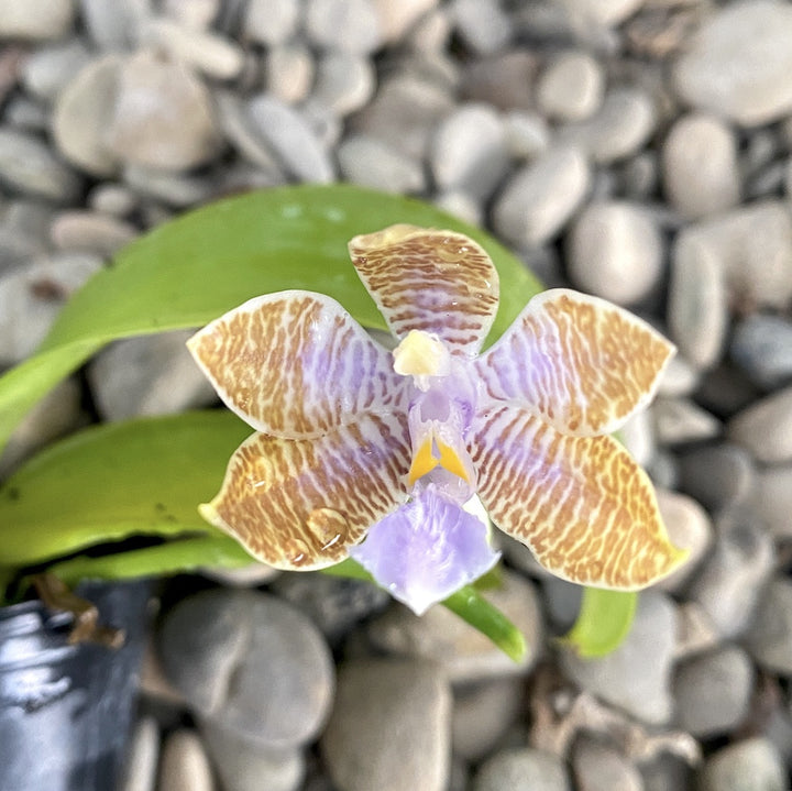 Phalaenopsis lueddemanniana var. coerulea