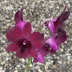 Orhidee Dendrobium Black Jelly