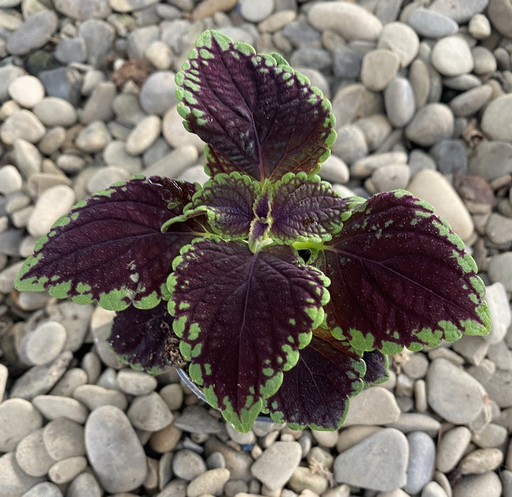 Coleus MS Abbey Road (urzicuta)