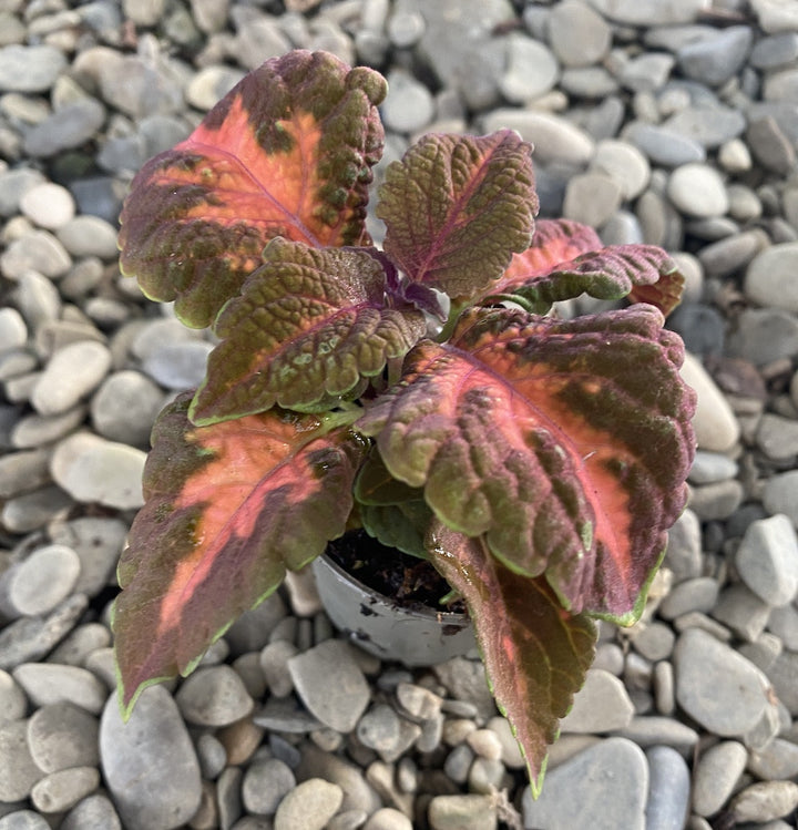 Coleus MS Sunset Boulevard