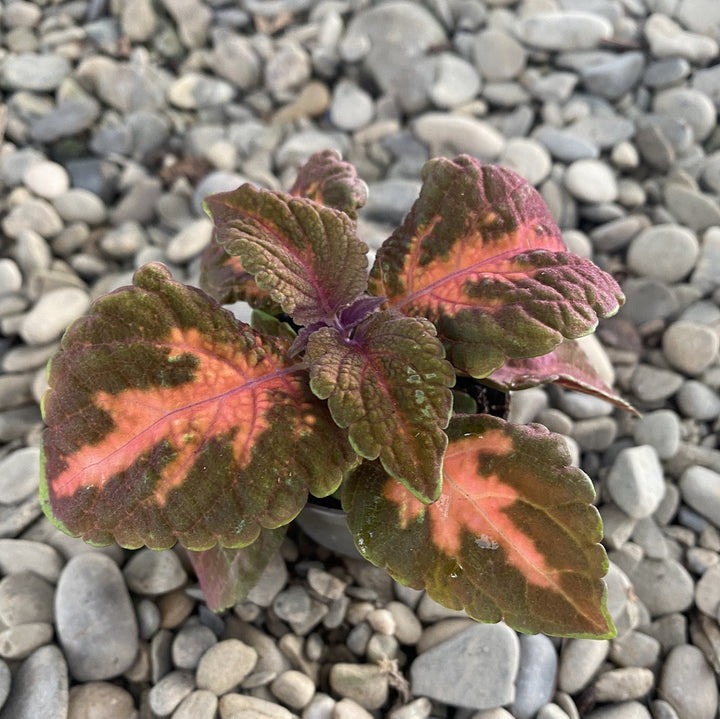 Coleus MS Sunset Boulevard