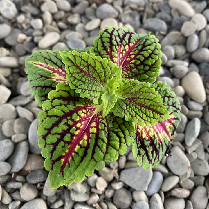 Coleus MS La Rambla - urzicuta (babyplant)