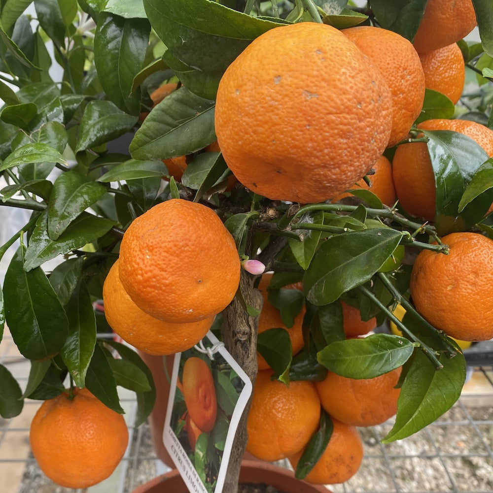 Citrus Rangpur Lime (Lime Leila - Citrina)
